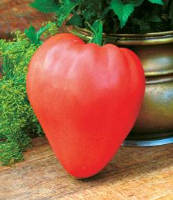 Лучшие сорта томатов для Сибири