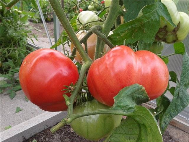 Лучшие сорта томатов для Сибири