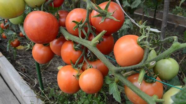 Лучшие сорта томатов для теплиц из поликарбоната