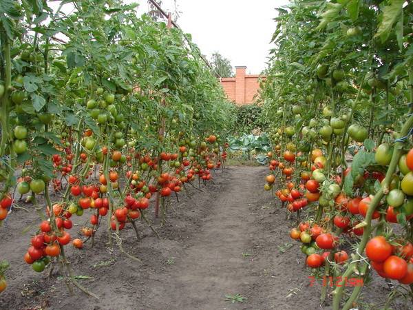 Лучшие сорта высокорослых томатов для открытого грунта