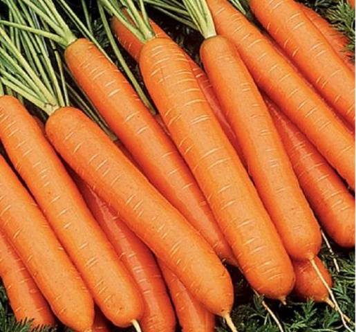 Лучшие среднеспелые сорта моркови