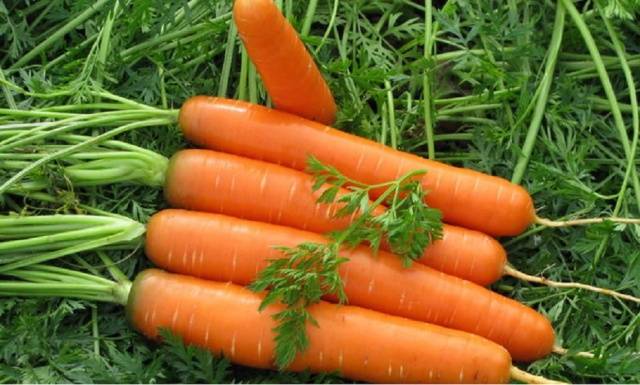 Лучшие среднеспелые сорта моркови