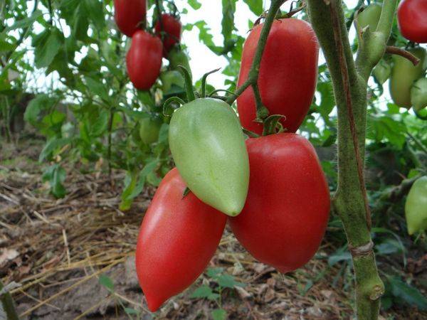 Лучшие помидоры сибирской селекции для открытого грунта