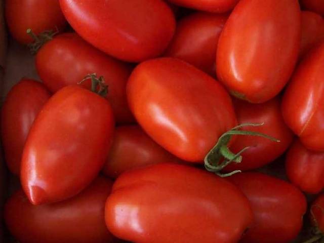 Лучшие помидоры сибирской селекции для открытого грунта