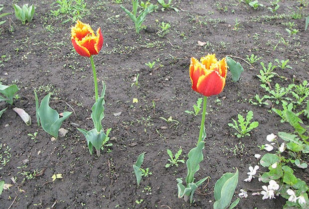 Можно ли пересаживать тюльпаны весной до цветения