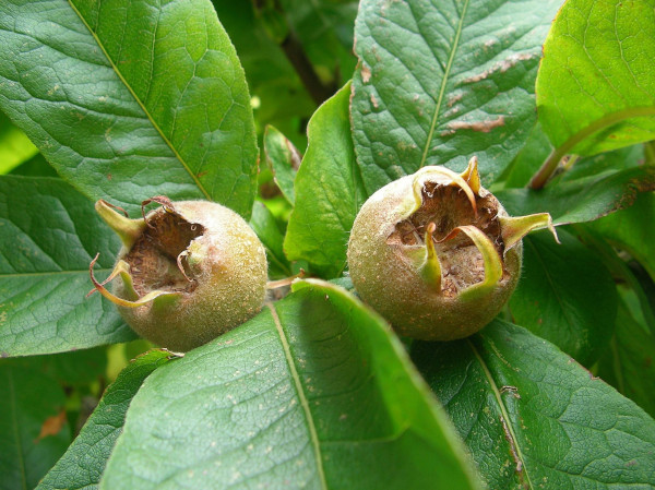 Кавказская мушмула. Полезные свойства плодов, листьев, растущих в саду