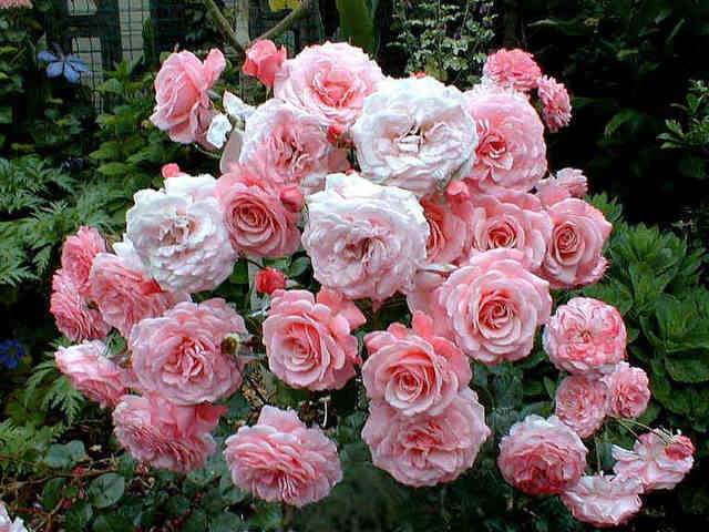 Названия роз Флорибунда: лучшие сорта