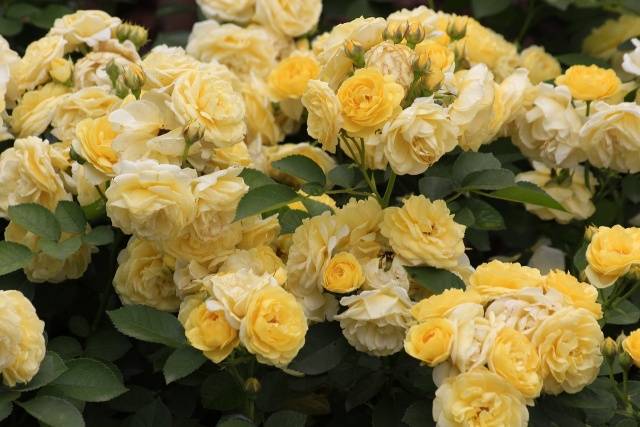 Названия роз Флорибунда: лучшие сорта