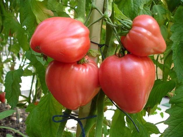 Низкорослые сорта томатов для открытого грунта