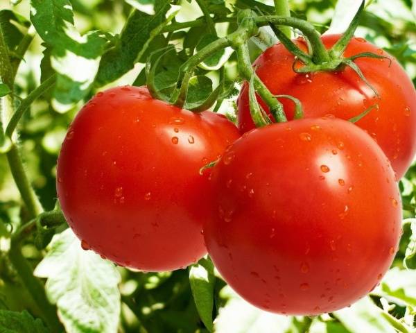 Низкорослые сорта томатов для открытого грунта