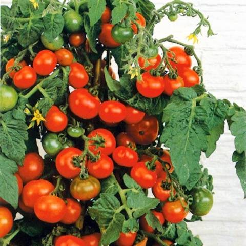 Низкорослые томаты черри