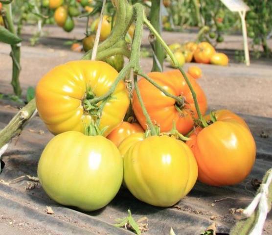 Обзор новых сортов томатов на 2022 год