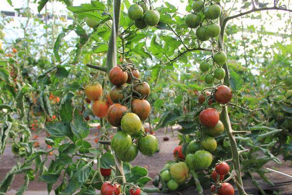 Обзор новых сортов томатов на 2022 год
