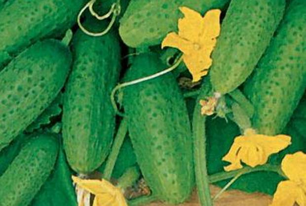 Кустовой огурец: сорта и особенности выращивания