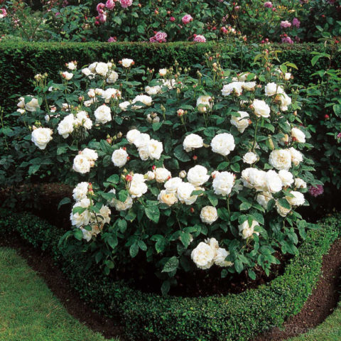 Парковые розы: фото с названиями, сорта, не требующие укрытия на зиму
