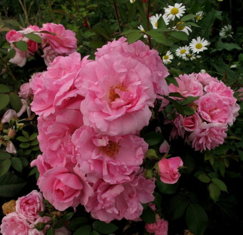 Парковые розы: фото с названиями, сорта, не требующие укрытия на зиму