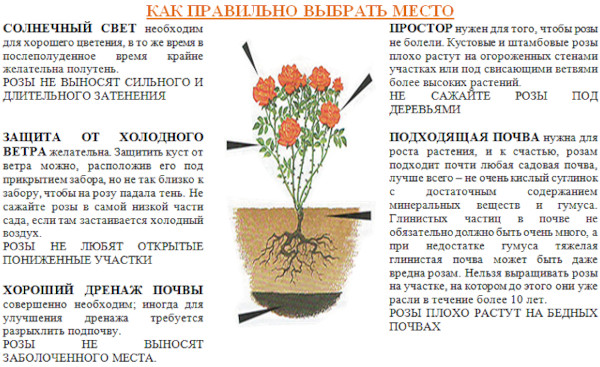 Пересадка роз осенью на другое место в средней полосе Московской области
