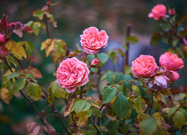 Пересадка роз осенью на другое место в средней полосе Московской области