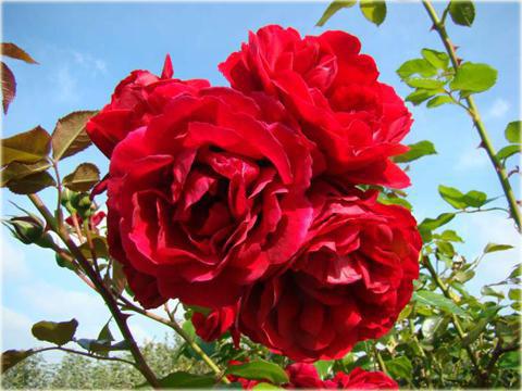 Плетистая роза Амадеус (Amadeus): фото и описание, отзывы
