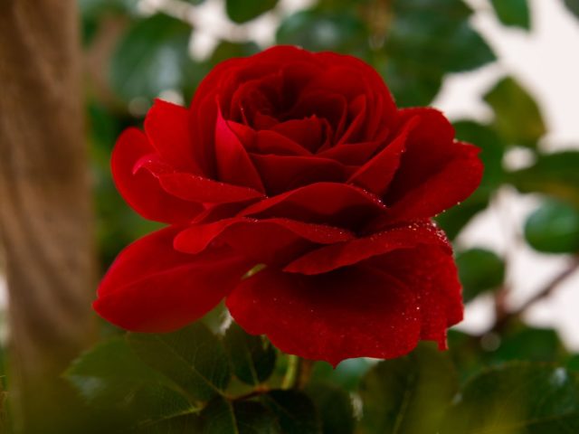 Плетистая роза Амадеус (Amadeus): фото и описание, отзывы