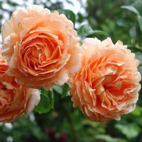 Плетистые розы, цветущие все лето – зимостойкие сорта