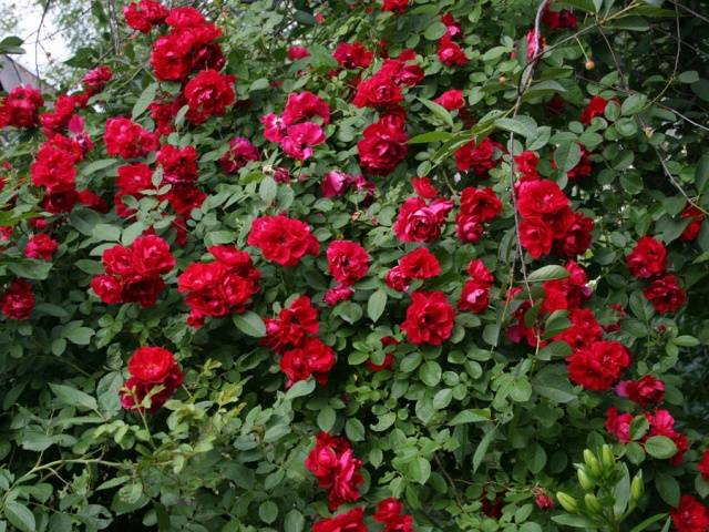 Плетистые розы, цветущие все лето – зимостойкие сорта