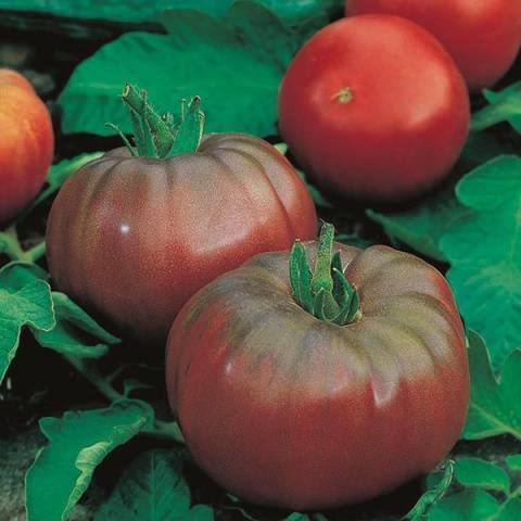 Крупные томаты: лучшие сорта с описанием и фото