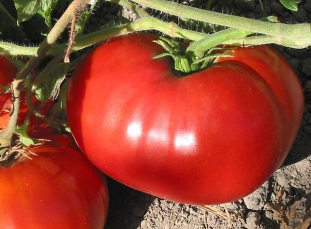 Крупные томаты: лучшие сорта с описанием и фото