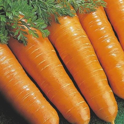Популярные сорта моркови