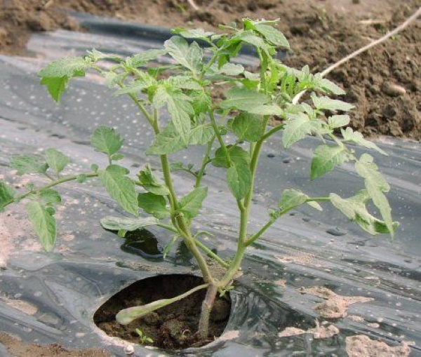 Посадка томатов в открытый грунт на рассаду. Уход, схема, полив
