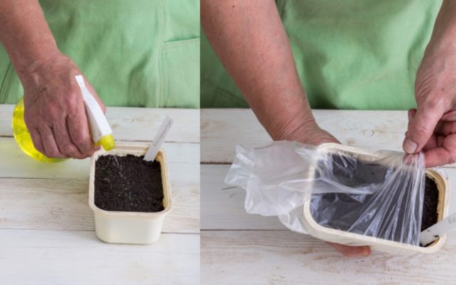 Посадить семена катарантуса на рассаду в домашних условиях