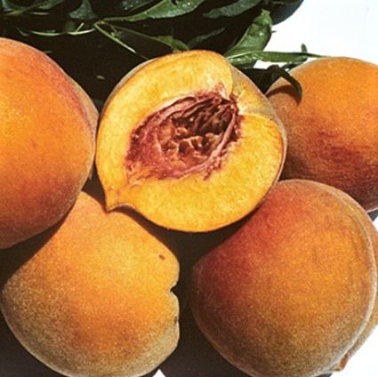 Поздние сорта персика