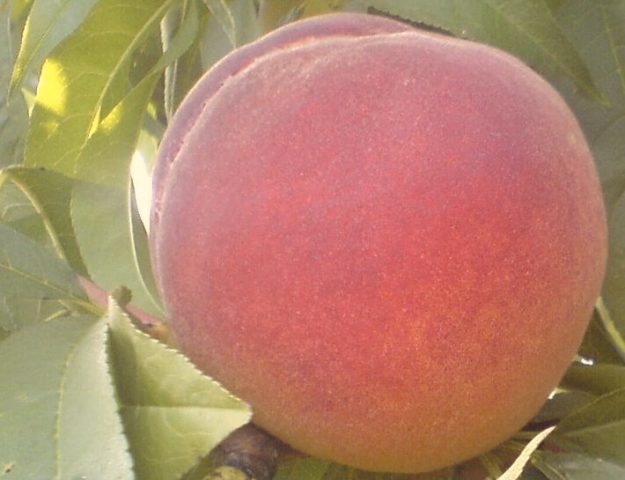 Поздние сорта персика