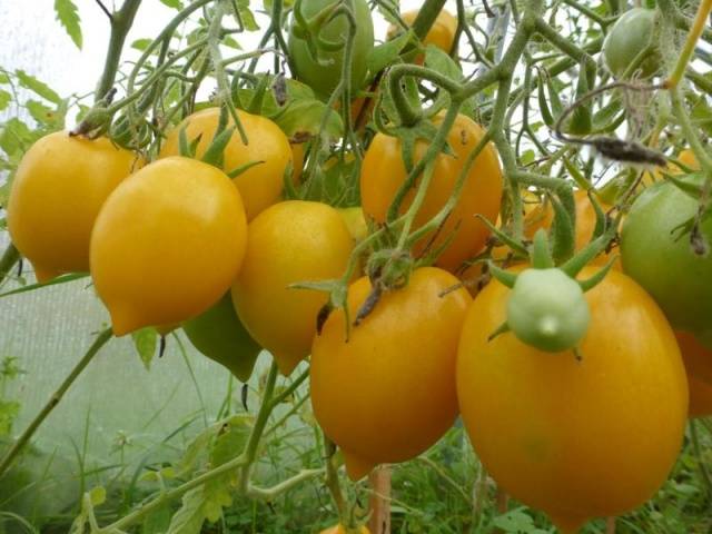 Поздние сорта томатов