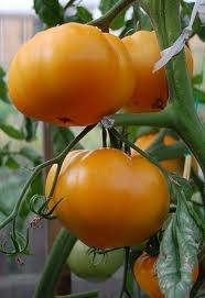 Поздние сорта тепличных томатов