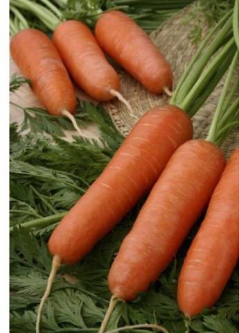 Ранние сорта моркови голландской селекции
