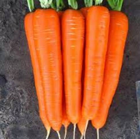 Ранние сорта моркови голландской селекции