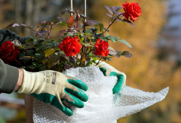 Розы - подготовка к зиме осенью, вьющаяся обрезка, сад