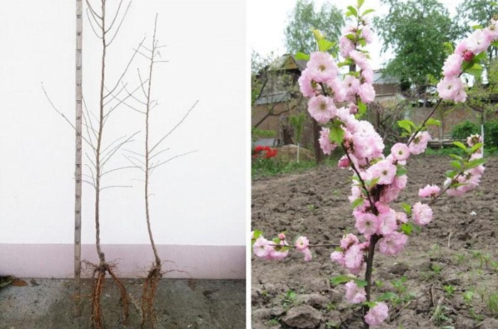 Сакура как выглядит цветок после цветения. Фото, как выращивать дерево в России