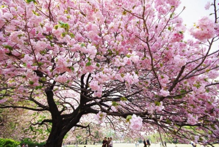 Сакура как выглядит цветок после цветения. Фото, как выращивать дерево в России