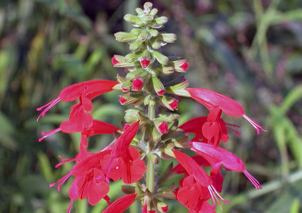 Многолетний красный шалфей. Фото цветов на клумбе, описание, уход за посадкой, рассада