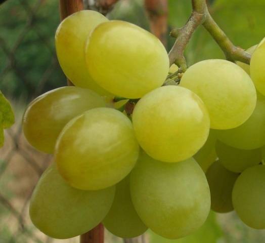Самые вкусные сорта винограда: описание, фото, отзывы