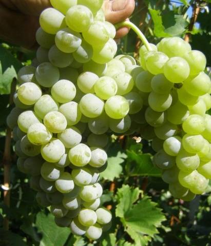 Самые вкусные сорта винограда: описание, фото, отзывы