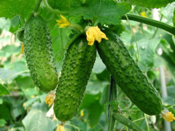 Семена огурцов для теплицы самоопыляемые, лучшие высокоурожайные голландские сорта. Посадка, выращивание, где купить, отзывы