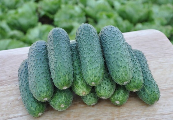 Семена огурцов для теплицы самоопыляемые, лучшие высокоурожайные голландские сорта. Посадка, выращивание, где купить, отзывы