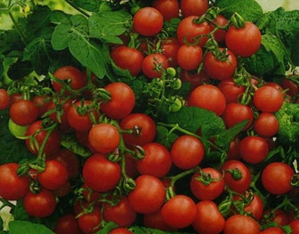 Стандартные сорта томатов для теплиц