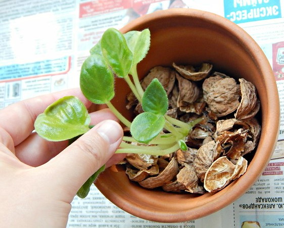 Скорлупа грецкого ореха: использование в саду, цветоводстве, для цветов в саду