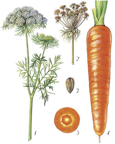 Соцветие моркови. Что за зонт, фотокомплекс, полезные свойства