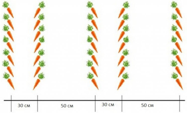 Соцветие моркови. Что за зонт, фотокомплекс, полезные свойства