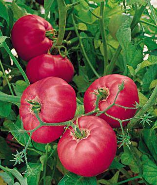 Индетерминантные сорта томатов для открытого грунта